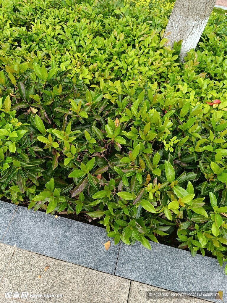 路边翠绿灌木丛