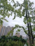 城市绿树与高楼景观