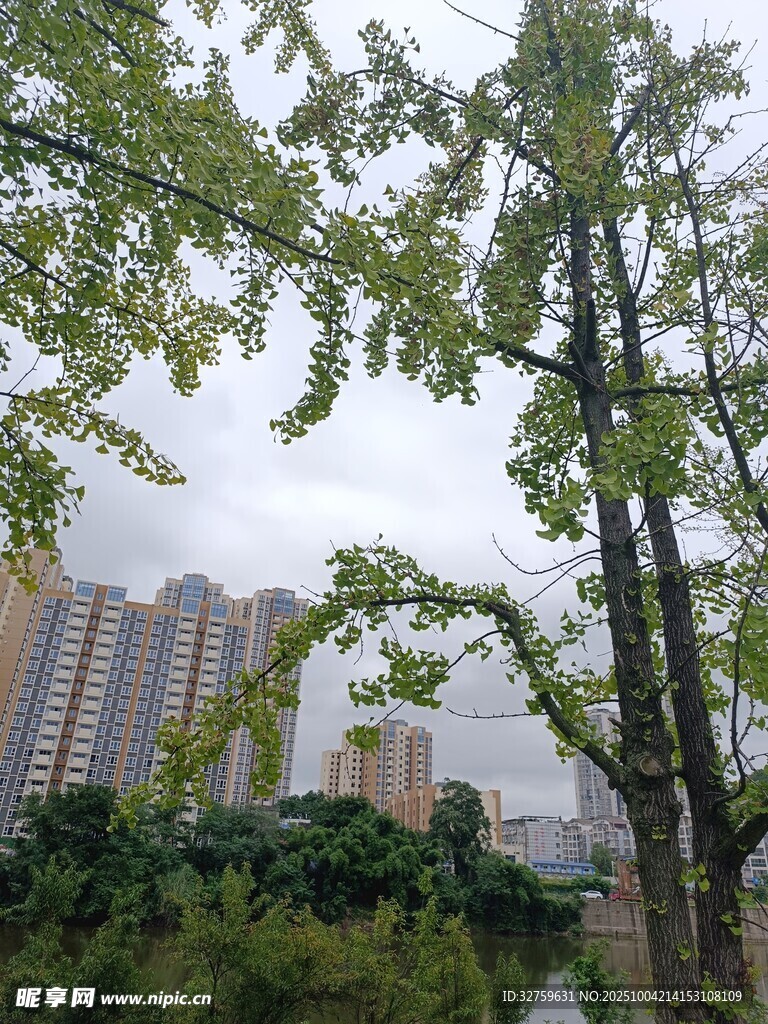 城市绿树与高楼景观