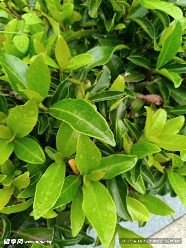 翠绿叶片植物特写