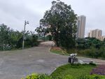 城市中的静谧公园道路