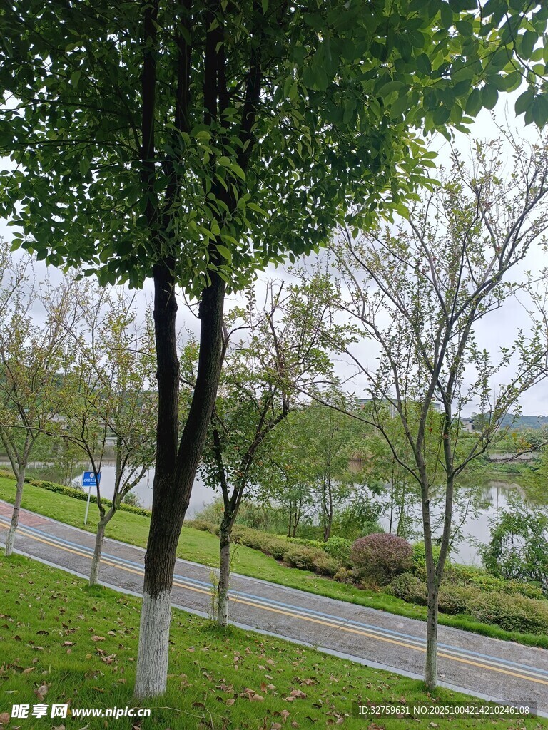 湖畔绿树成荫的宁静小路