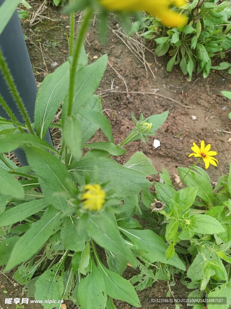 绿叶间的黄色小花