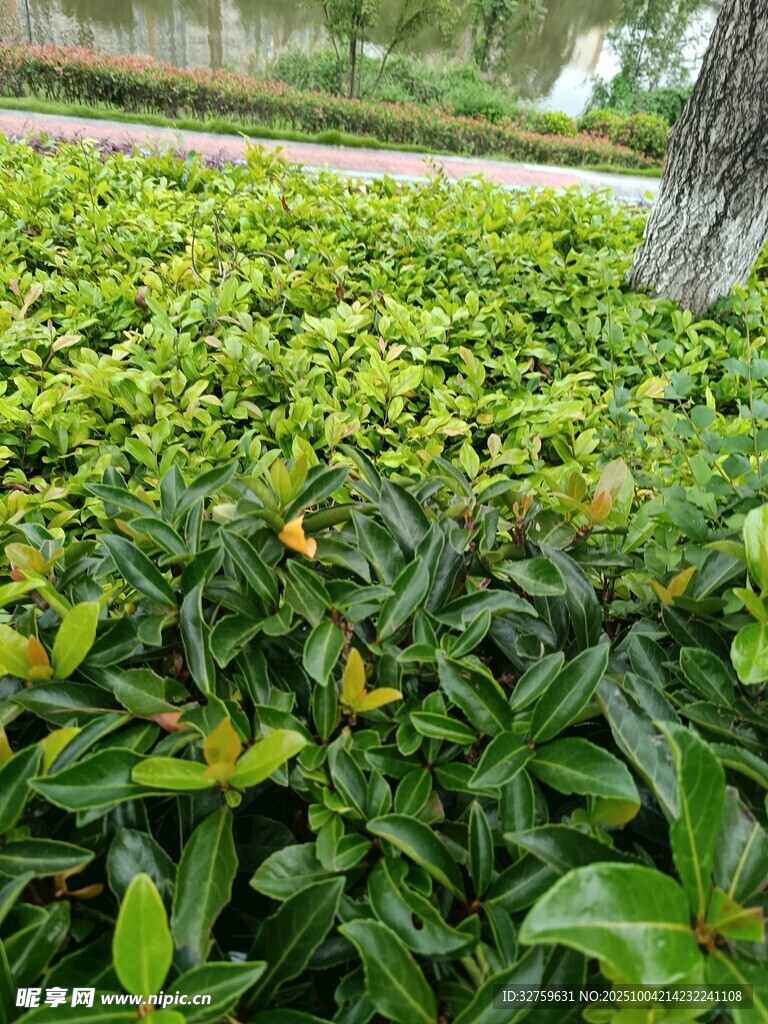 翠绿繁茂的灌木植物景观