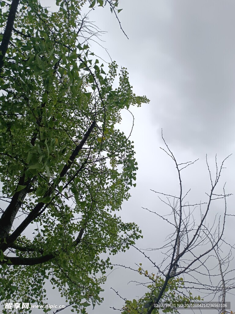 阴天里的繁茂绿树