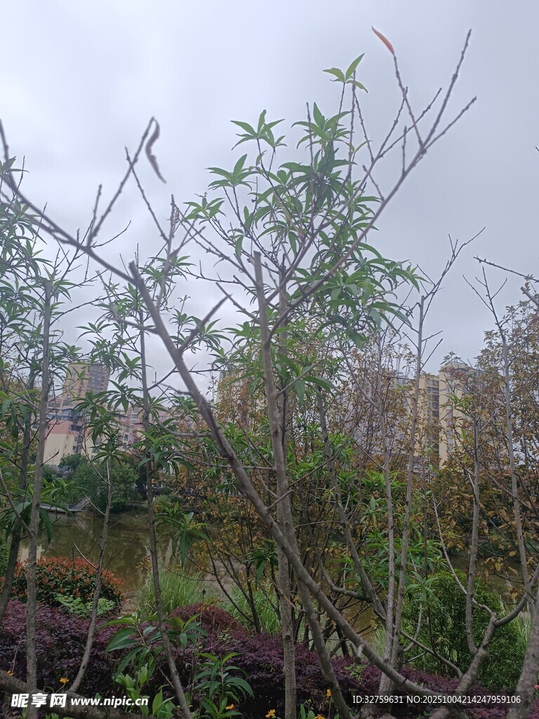 户外绿植景观