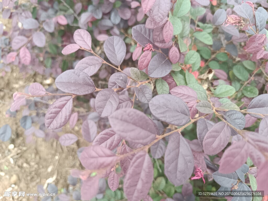紫叶植物特写
