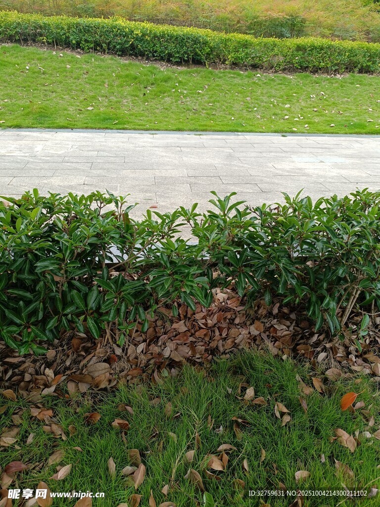 路边绿植景观