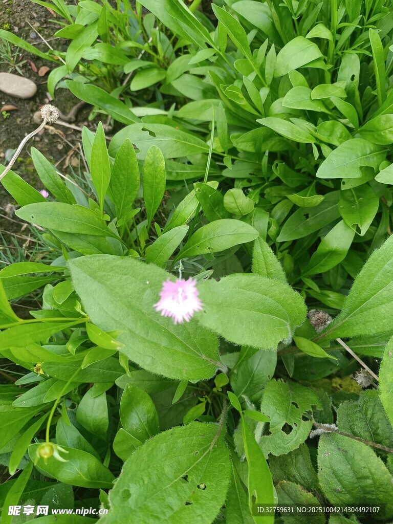 绿叶丛中的单朵粉色小花