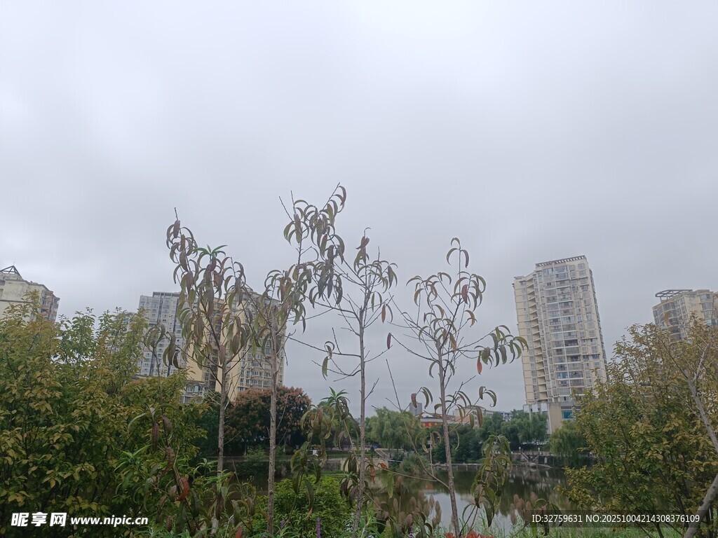 城市中的绿植与高楼景观