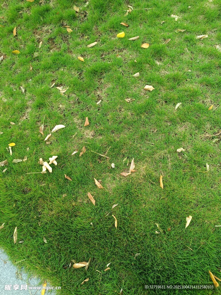 翠绿草坪上的零星枯叶