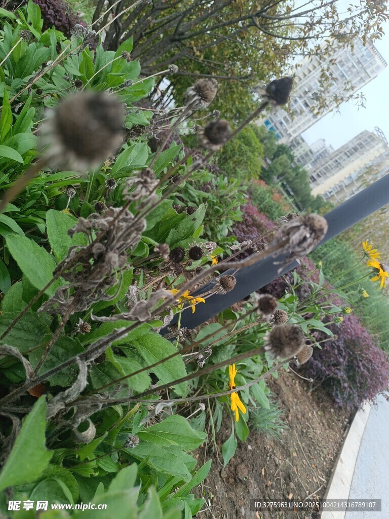 路边绽放的多彩花卉