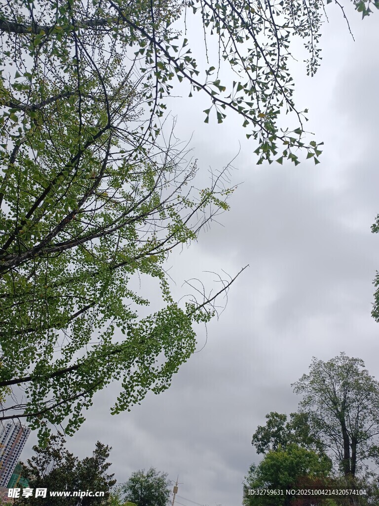 仰视葱郁树木与阴沉天空