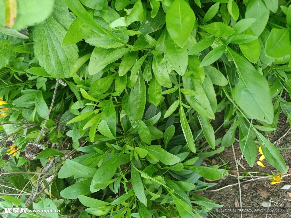 茂盛的绿色植物