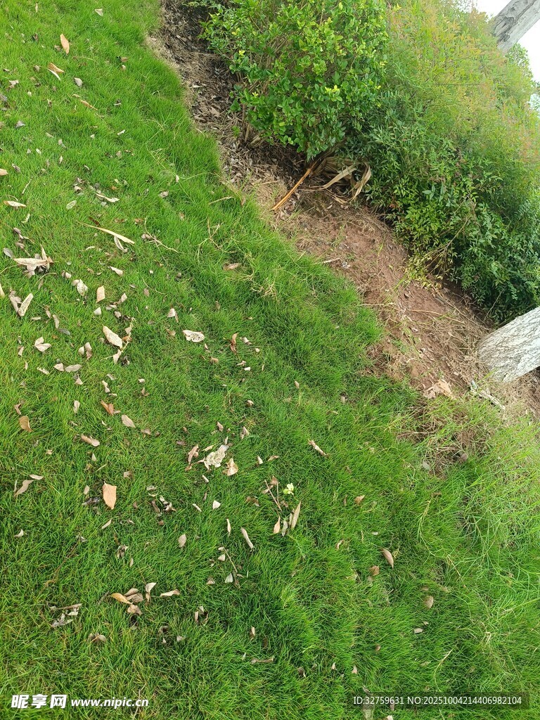 草地旁的泥土小径