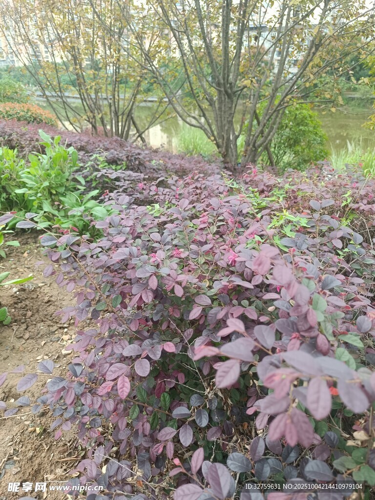 紫色植物装点的田园景致