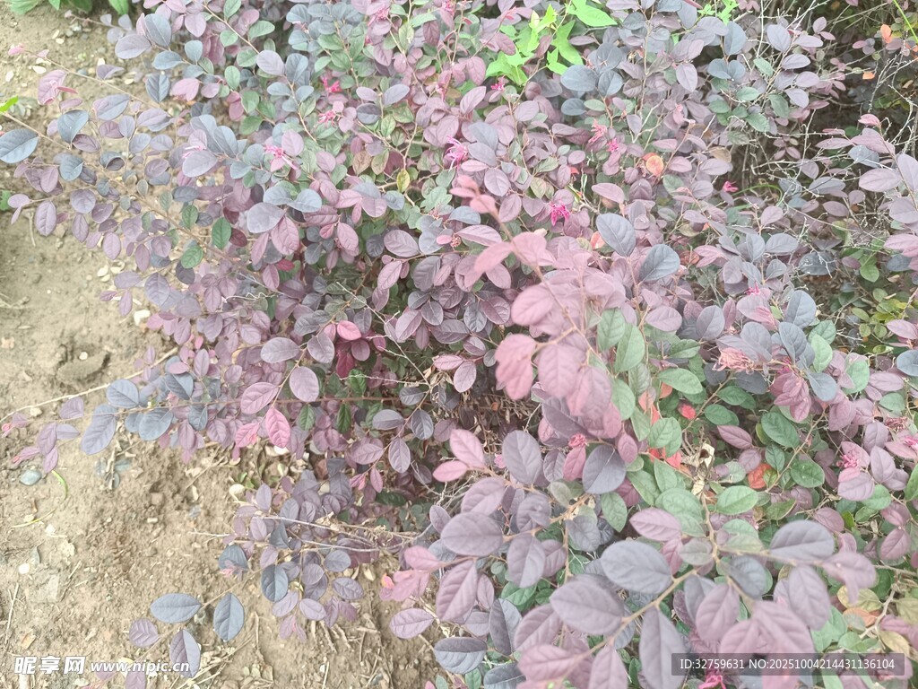 紫叶植物特写