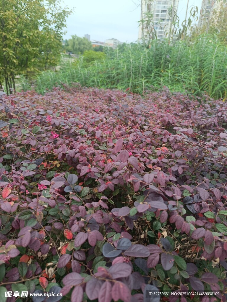 红叶植物景观