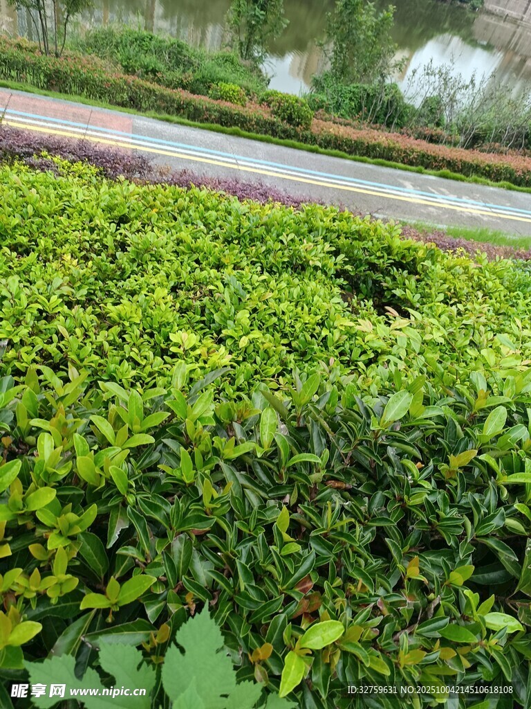翠绿茶园景致