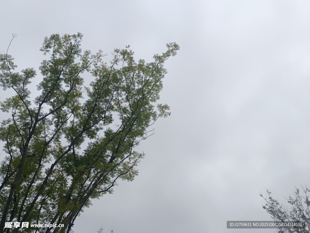天空下的葱郁树木