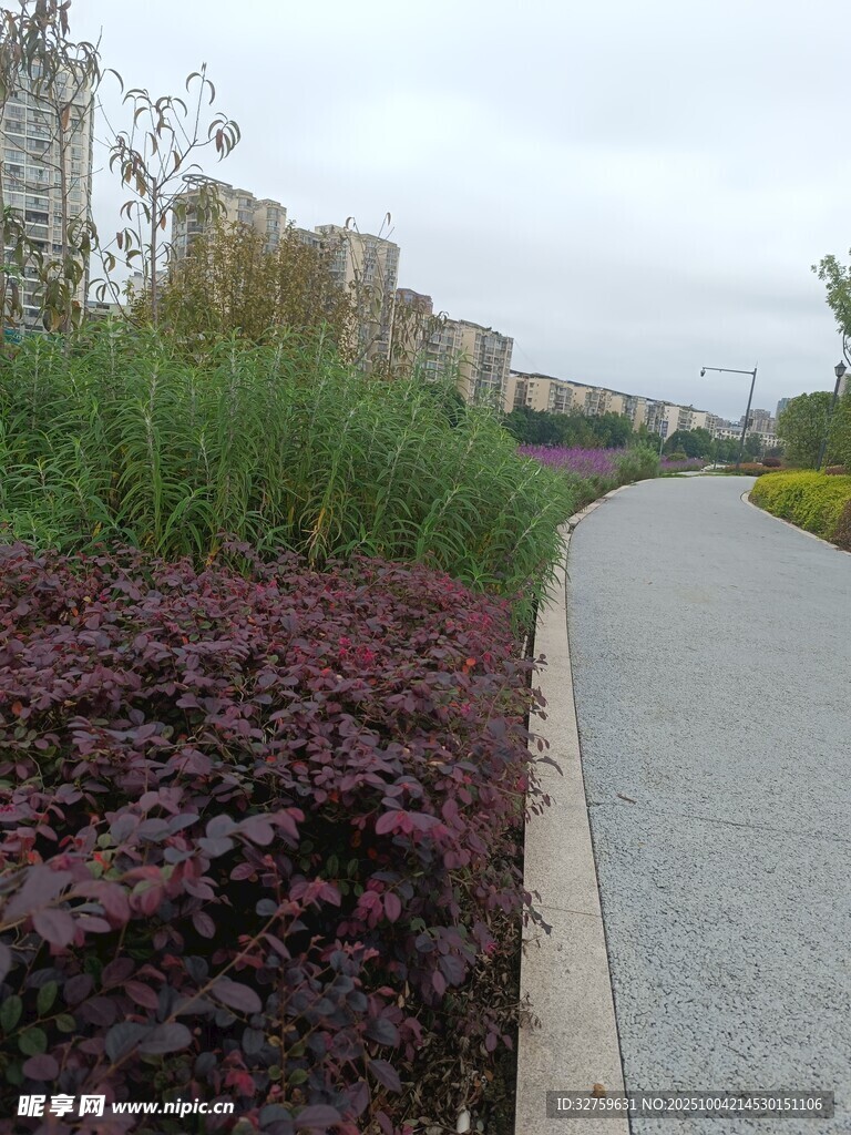 城市道路旁的多彩植物景观