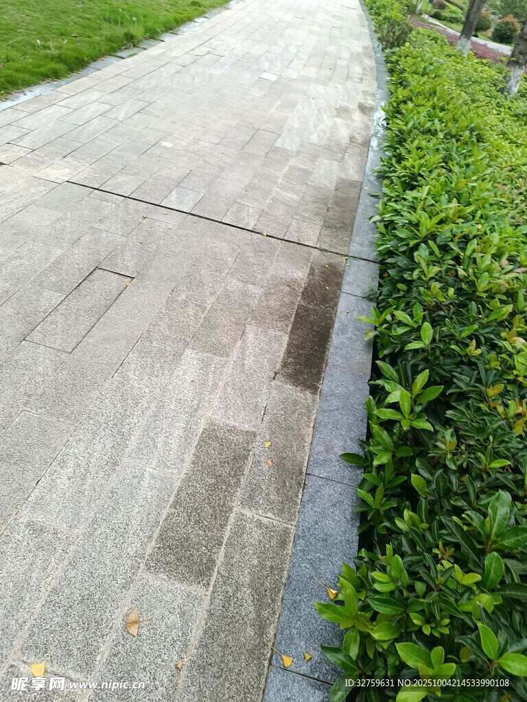 石板小径旁的葱郁绿植