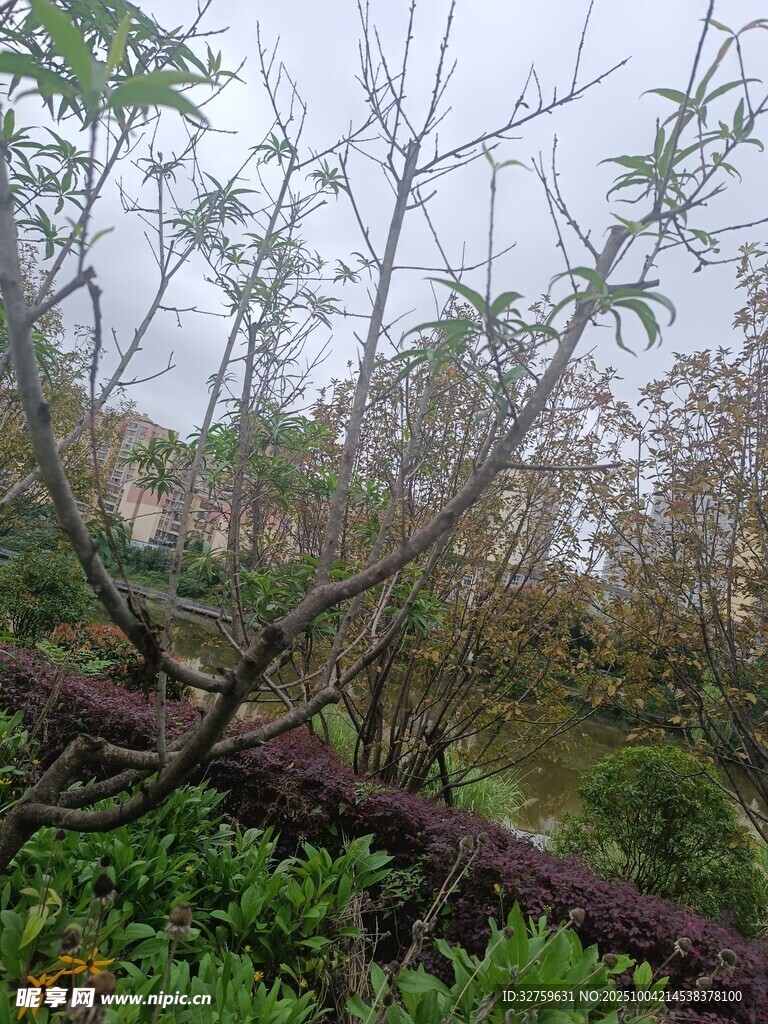 暴风雨后倒下的树木景象