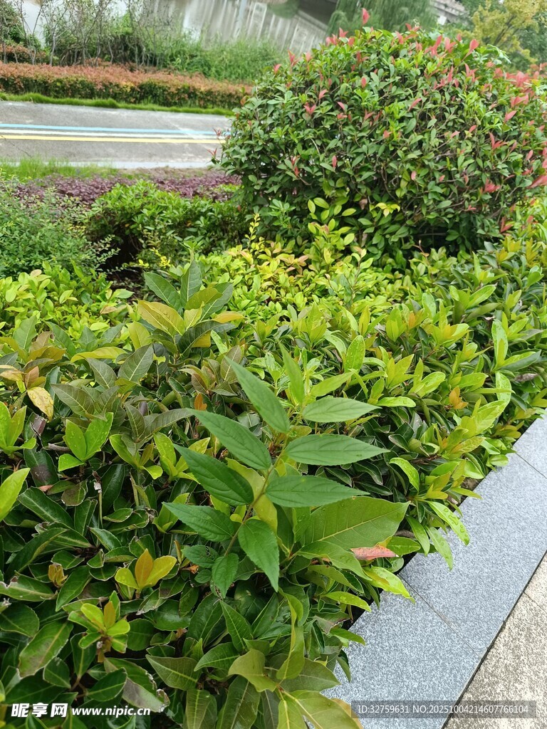 路边绿植景观