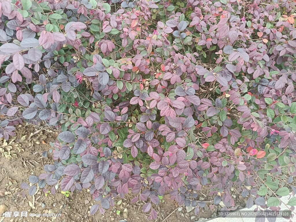 紫叶植物景观