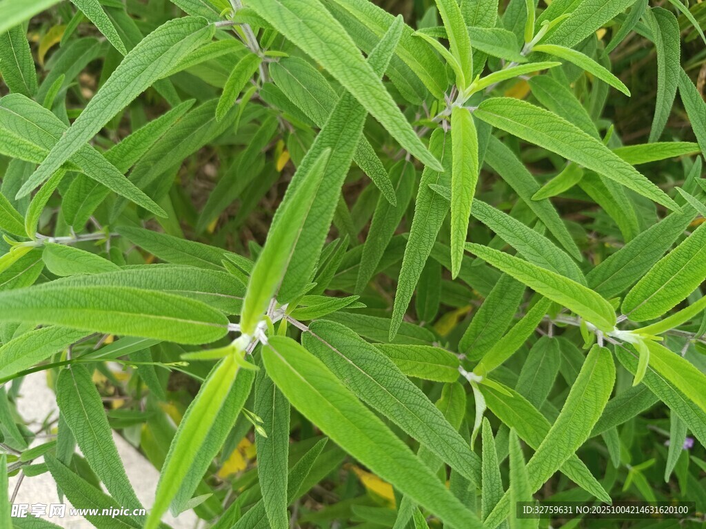 翠绿叶片的清新植物