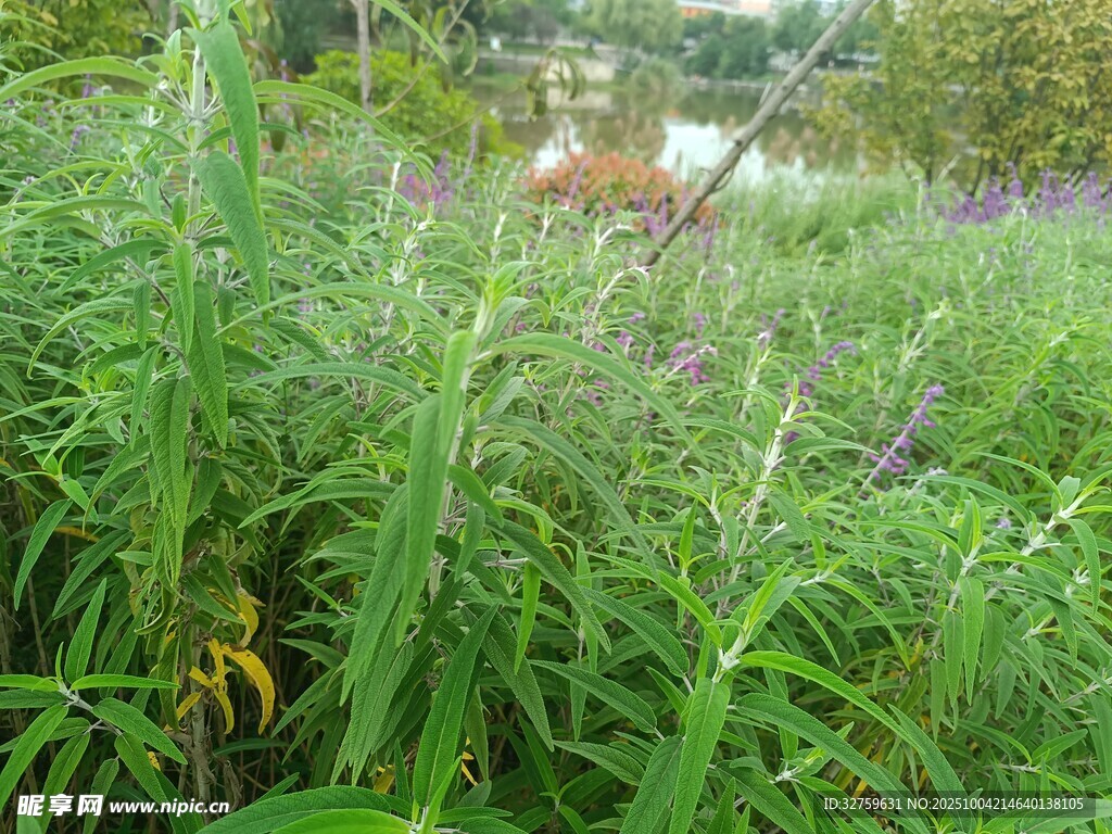 繁茂绿植景观