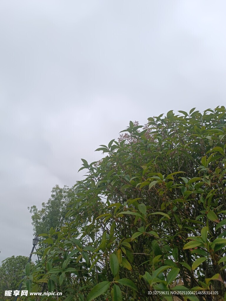 阴天中的葱郁树木