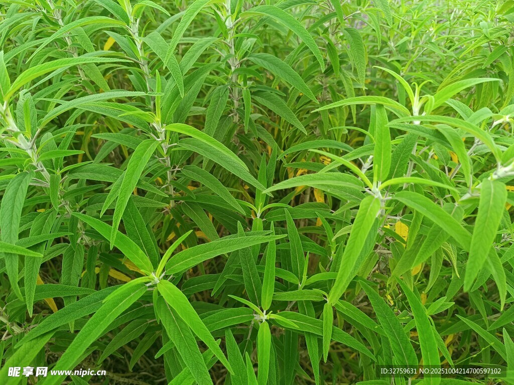 茂密的绿色植物景观