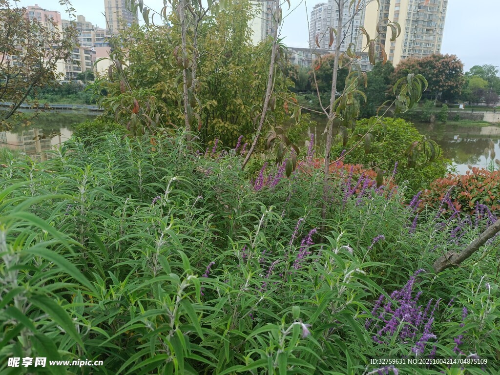 湖畔繁茂花草景观
