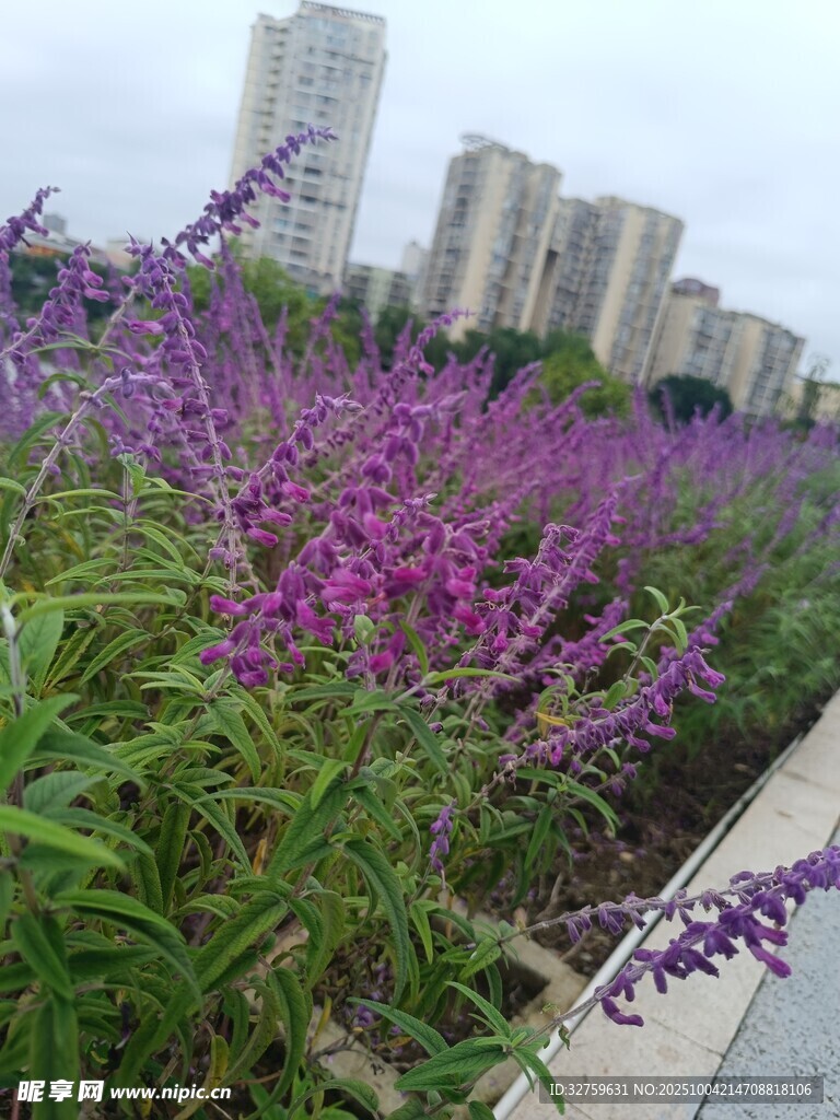 城市路边的紫色花卉景观