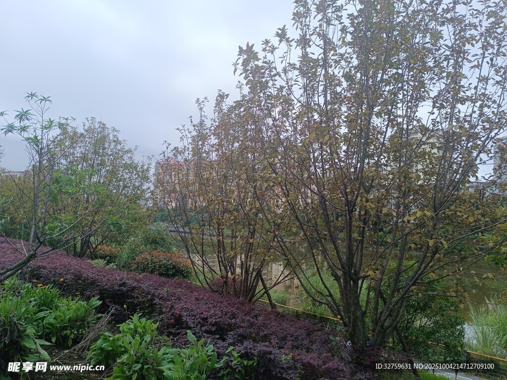 雨中园林植物景观