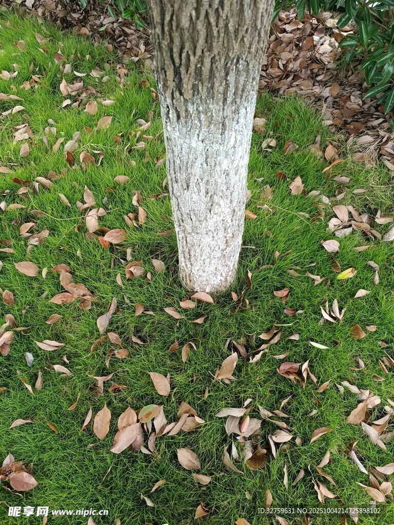 树干下的绿草与落叶