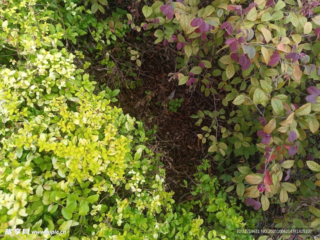 多彩绿植景观
