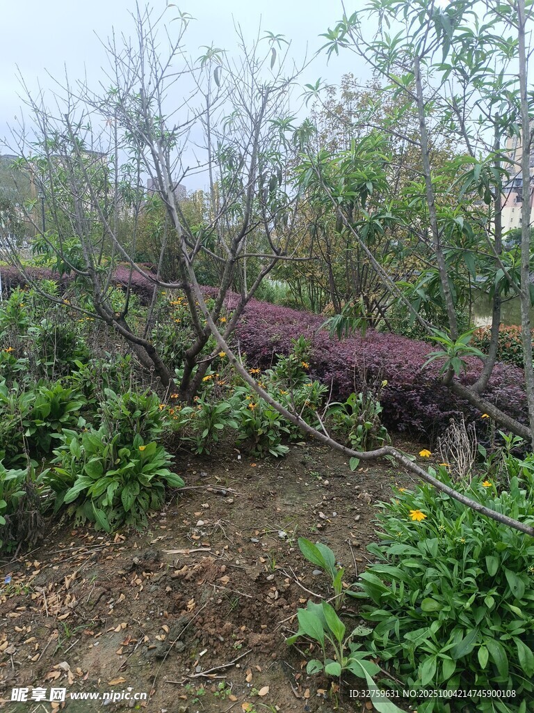 野外繁茂绿植与紫色花丛