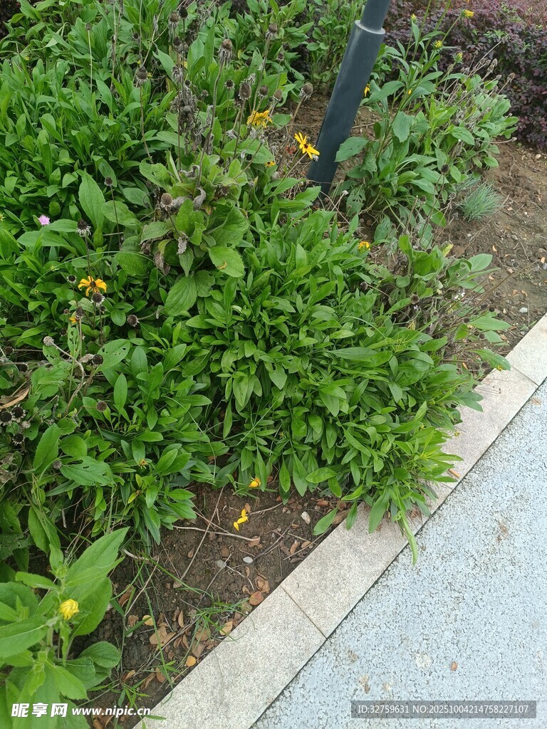路边绿植景观