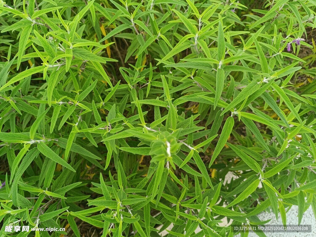 翠绿繁茂的清新植物