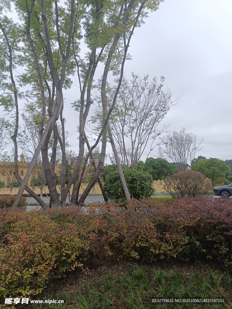 秋日户外树木与灌木丛景观