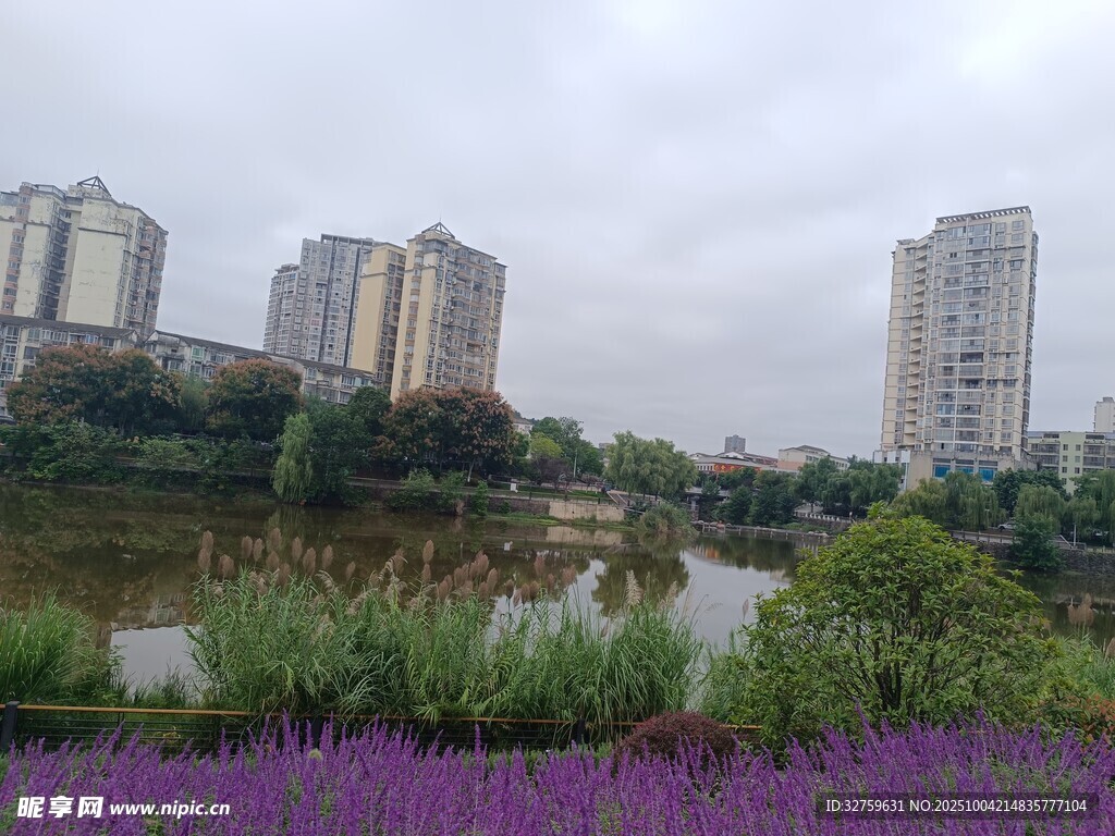 湖畔紫花与林立高楼