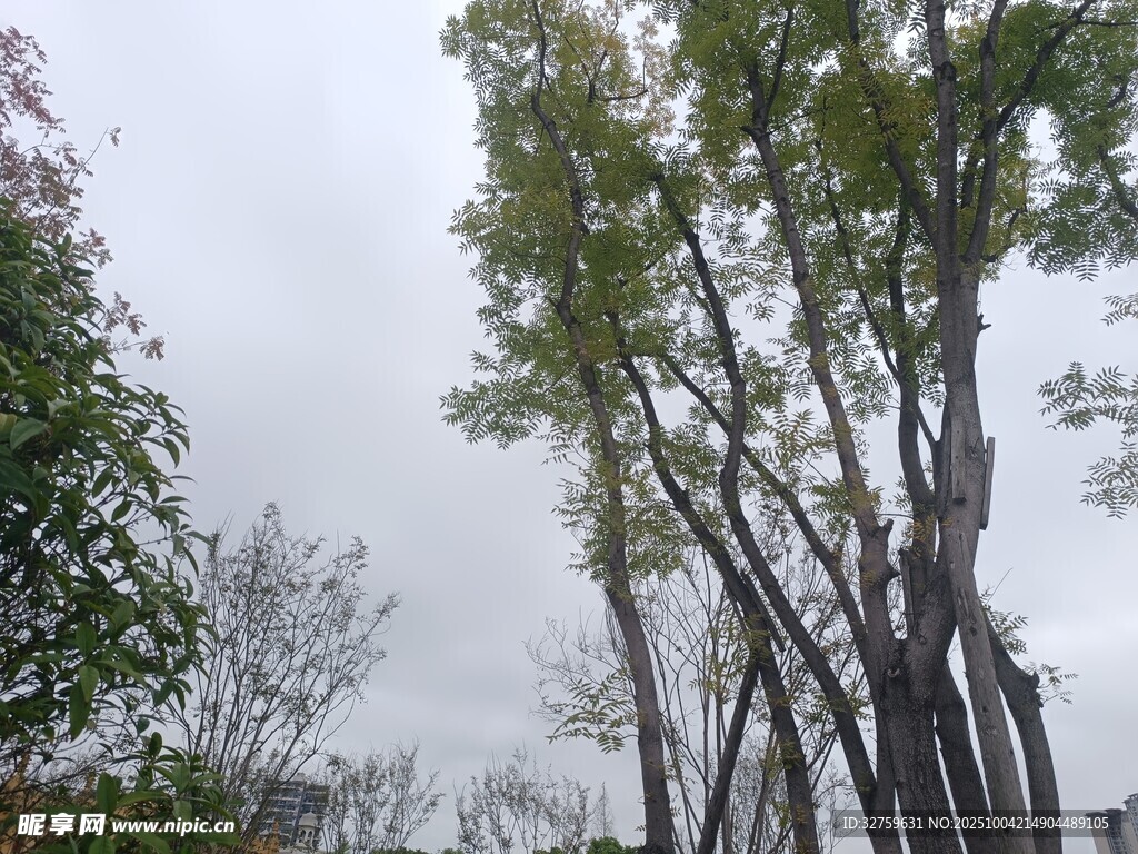 户外挺拔树木景观