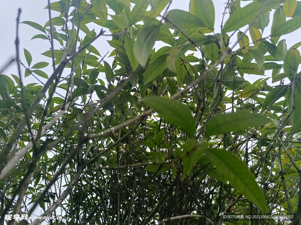 繁茂绿植