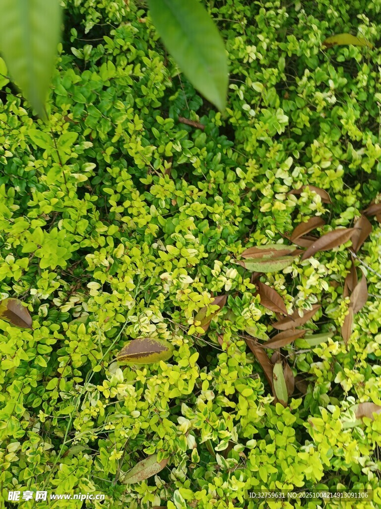 翠绿繁茂的地面植物景观
