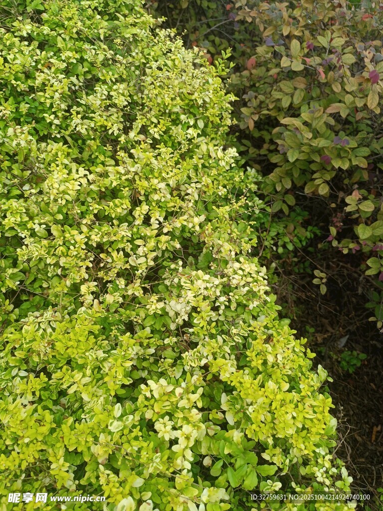 翠绿繁茂的植物景观