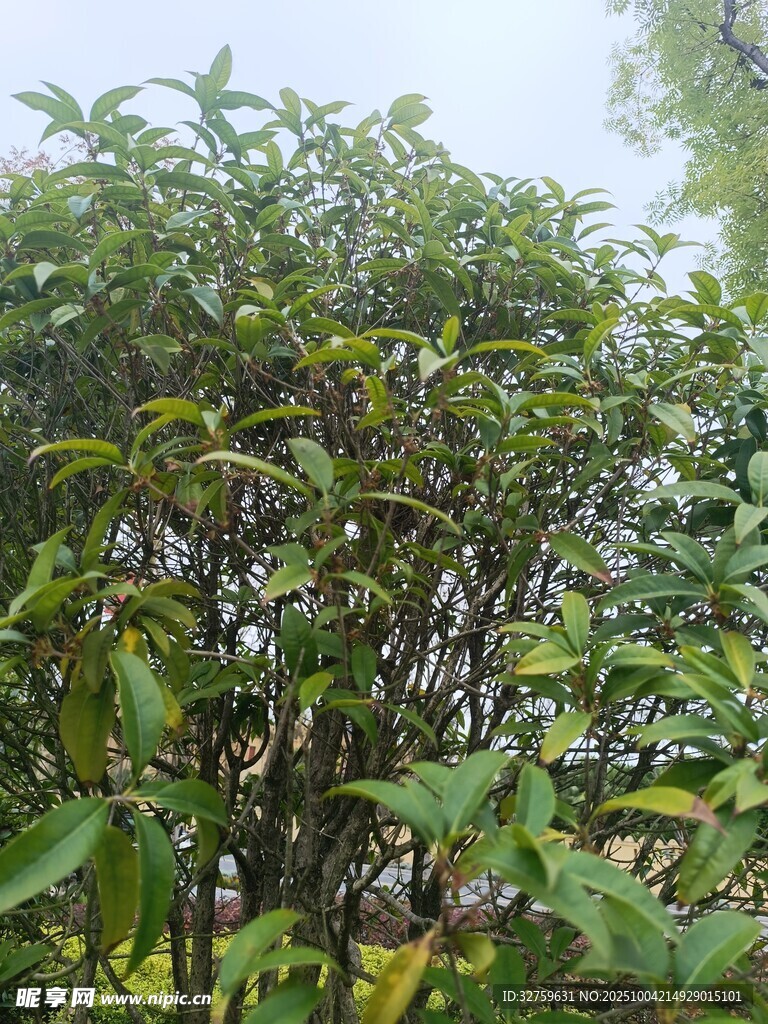 繁茂绿植景观