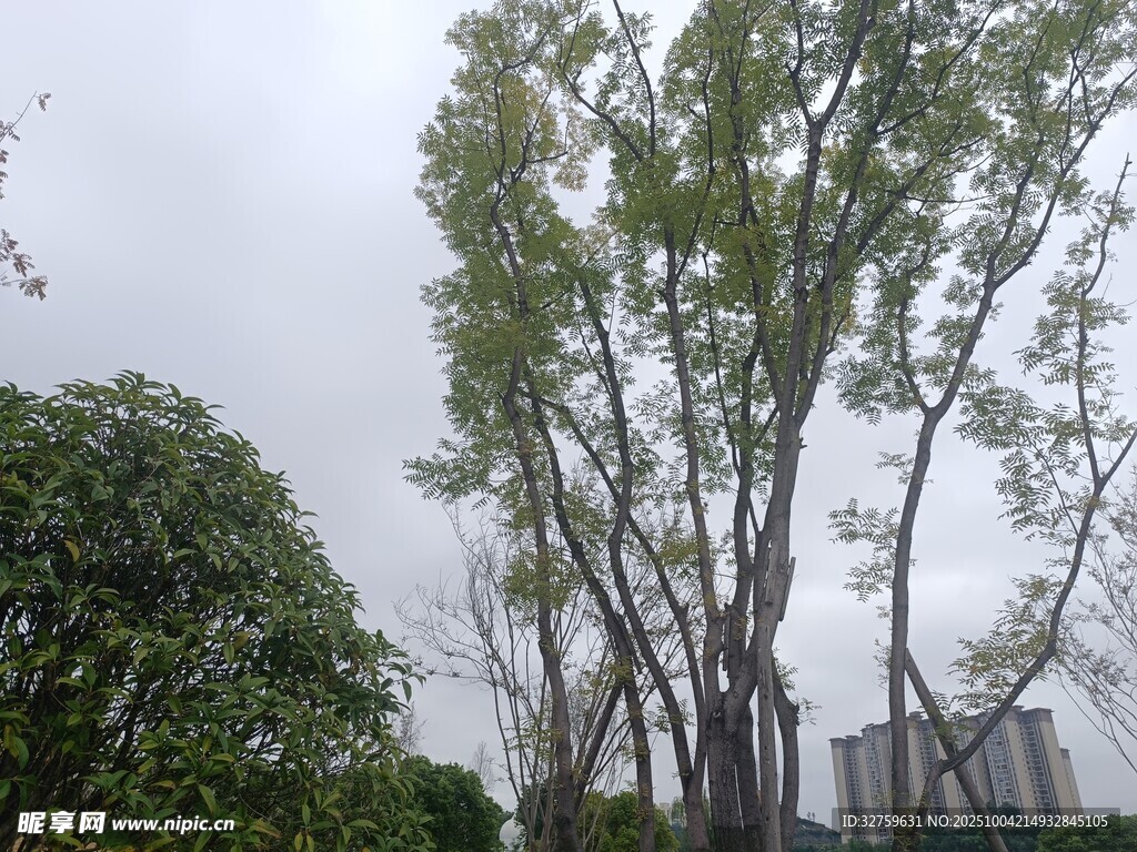 雨中树木景观