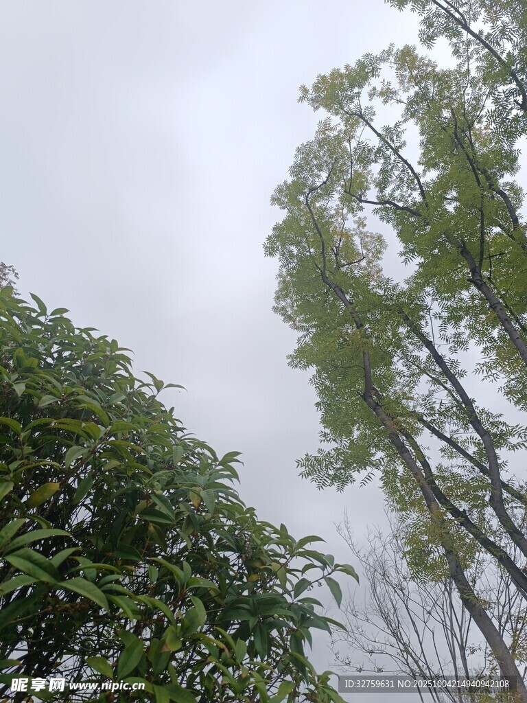 雨中葱郁树木